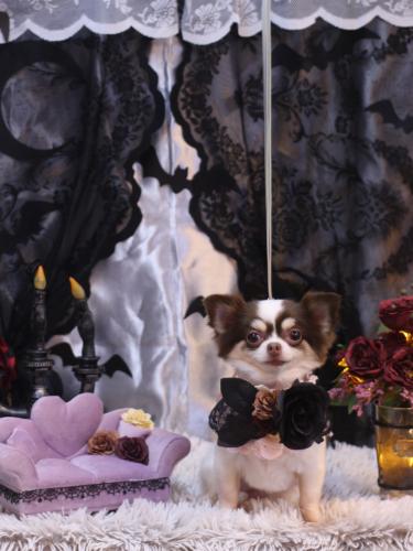 20231001ミルちゃん